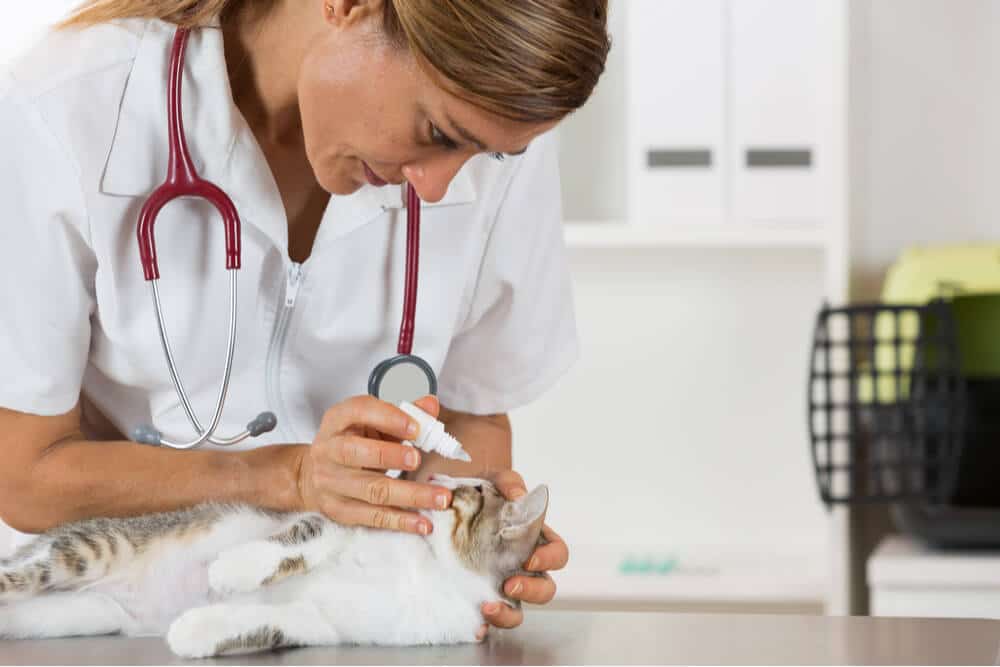 درمان عفونت چشم گربه