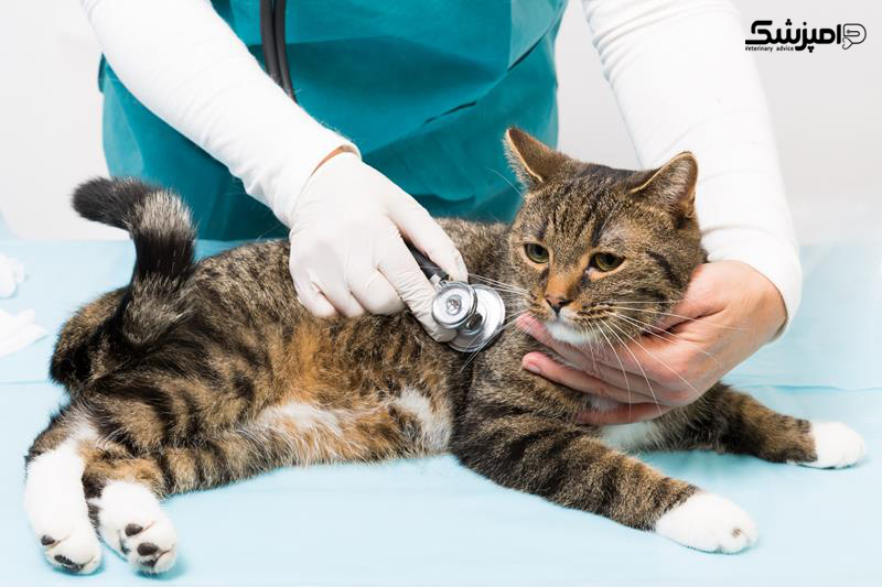 درمان بیماری حیوانات در دامپزشکی