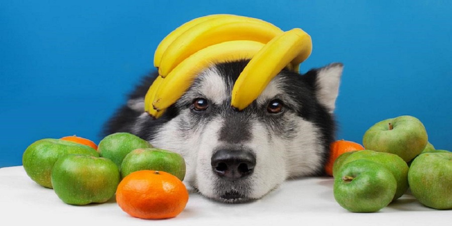 میوه مفید برای سگ ها