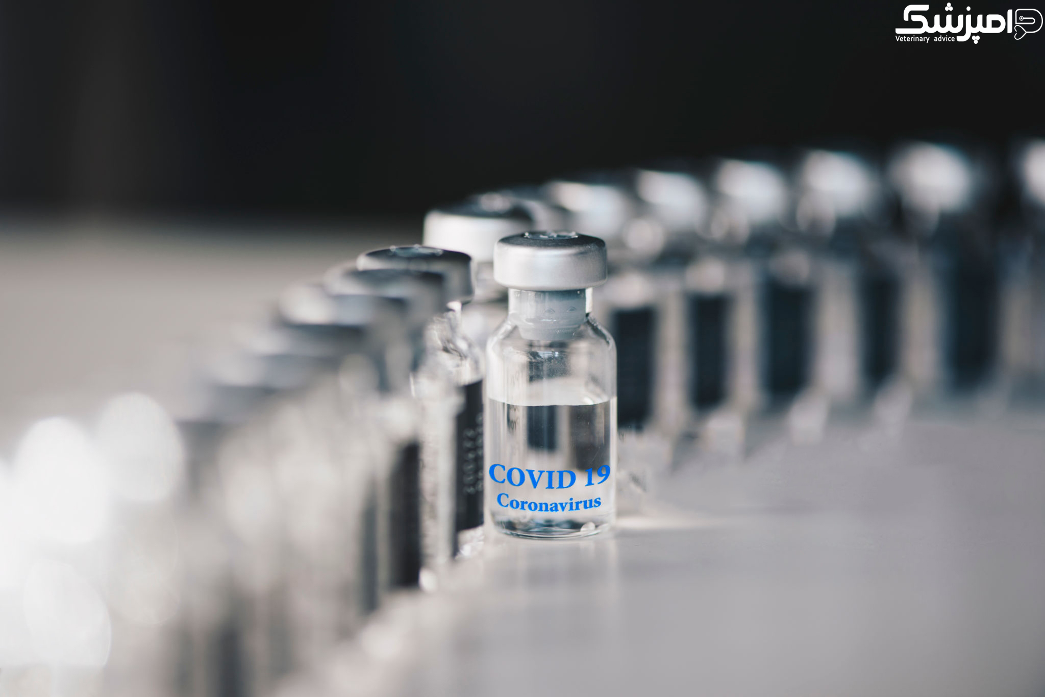 ارتقای اولویت دریافت واکسن کووید۱۹ برای دامپزشکان-چرا و چگونه؟ 