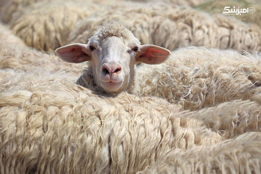 بیماریFMD و پرورش گوسفند 