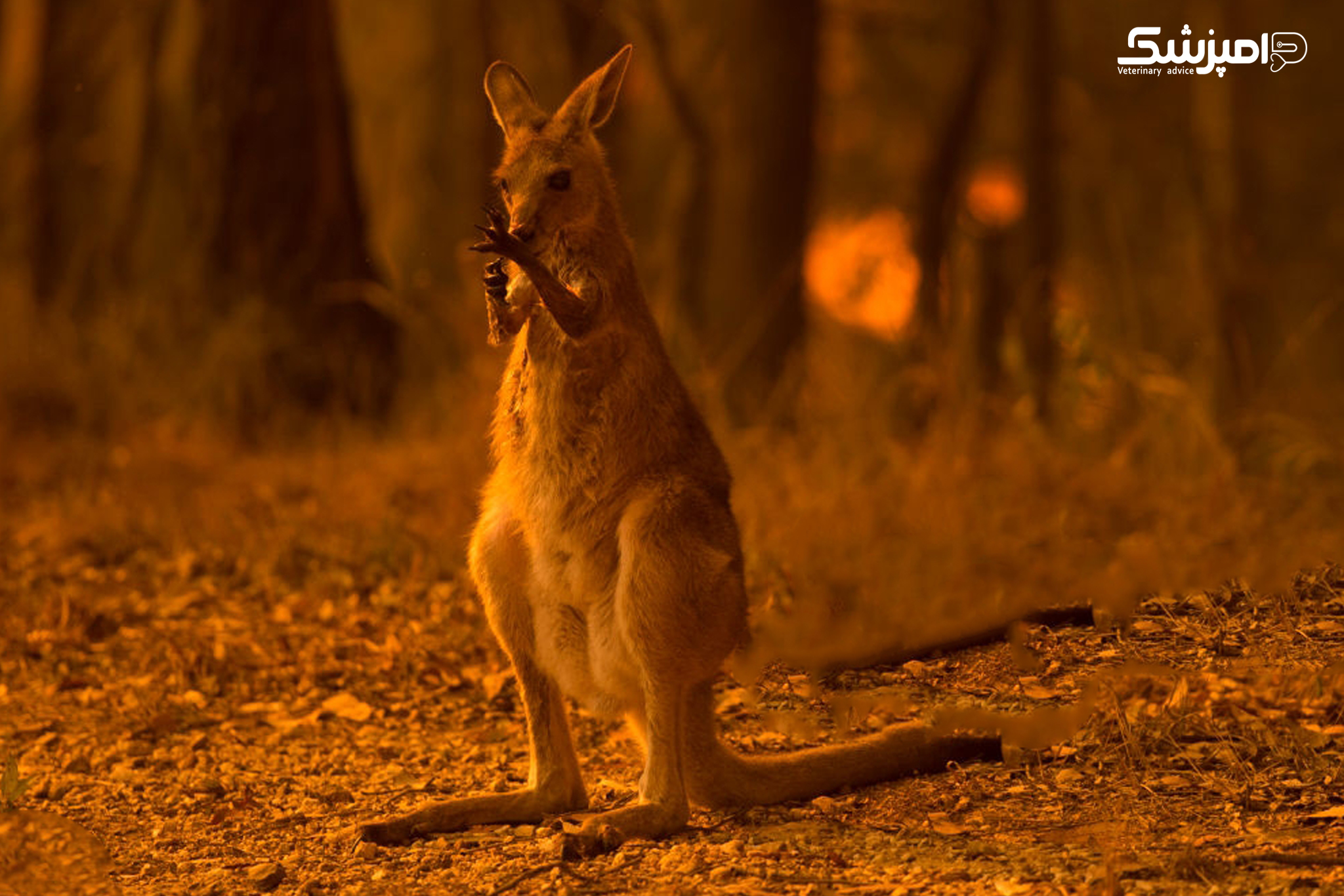 حیوانات استرالیا در معرض خطر