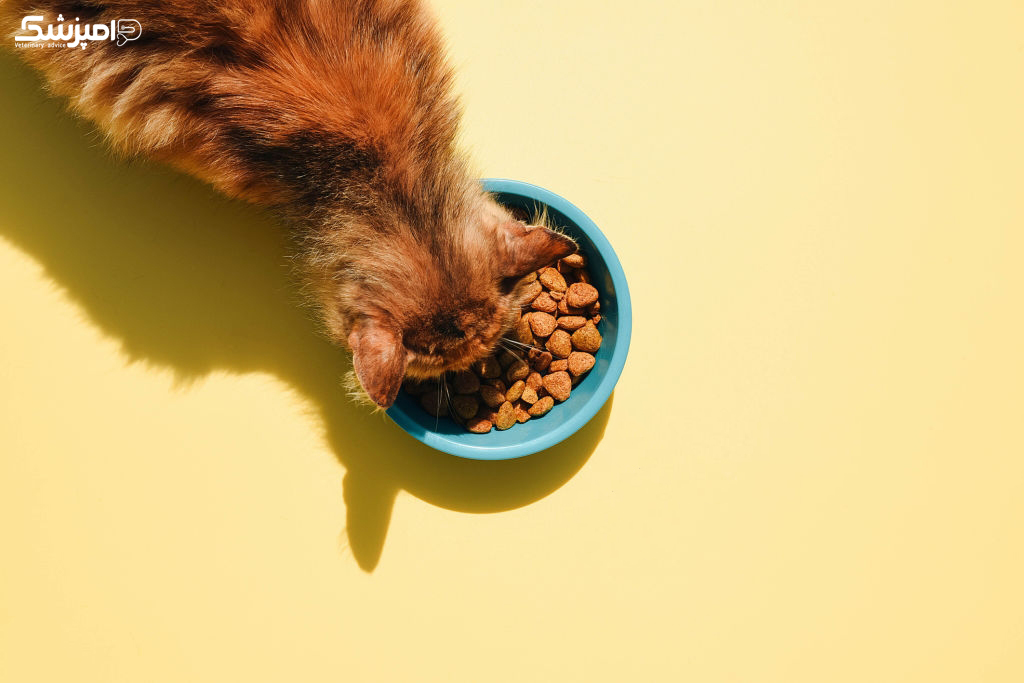 ویتامین های مهم برای گربه های سالمند